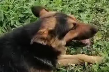 Фотография к новости: "Проткнули собаку арматурой": полиция прокомментировала инцидент