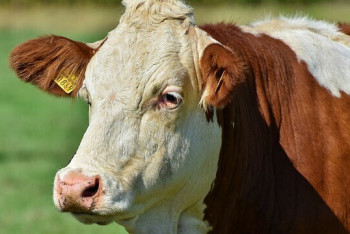 Фотография к новости: Два очага бешенства выявили в Жамбылской области