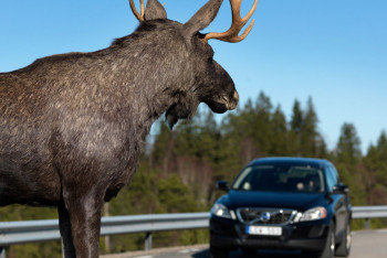 Фотография к новости: Уникальная технология будет предотвращать ДТП с животными в Казахстане