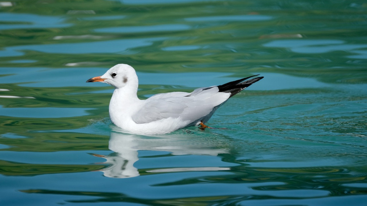 pixabay.com/ иллюстративное фото