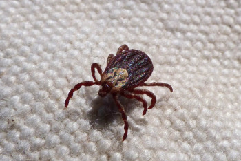 Фотография к новости: В Усть-Каменогорске выявили случай клещевого энцефалита