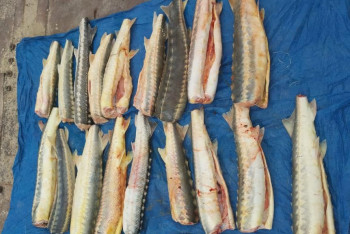 Фотография к новости: Три мешка осетровых рыб на 64 миллиона тенге обнаружили в камышах на реке Урал