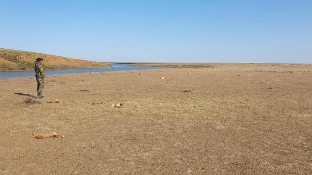 t.me/EcologyofQazaqstan