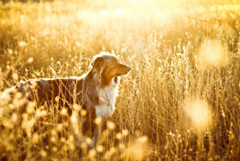 Фотография к новости: Ветер и опасность пожаров: о погоде в Казахстане в воскресенье рассказали синоптики