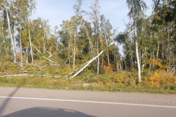 Фотография к новости: Скандал с вырубкой берёзовой рощи в Петропавловске дошёл до суда
