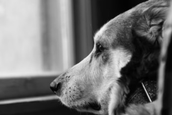 Фотография к новости: Житель Степногорска выбросил собаку из окна пятого этажа