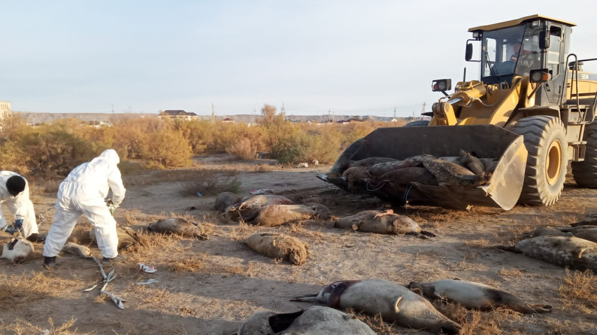 Рахмет Сауиров