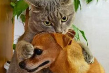 Фотография к новости: "Травят животных" - жители Атырау заявили о массовом убийстве собак и кошек