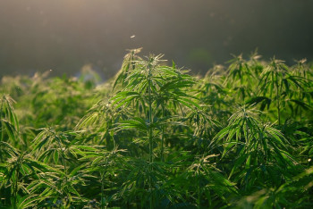 Фотография к новости: Во все тяжкие: на рыболовной станции под Астаной работала нарколаборатория