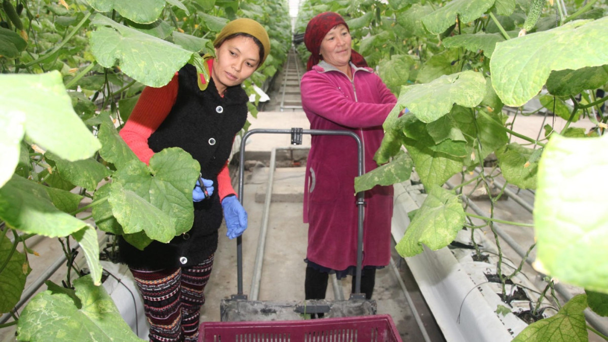 предоставлено акиматом Жамбылской области