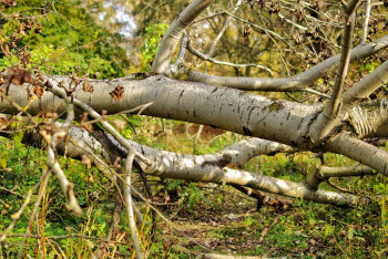 Фотография к новости: Дерево рухнуло на летнее кафе в центре Алматы