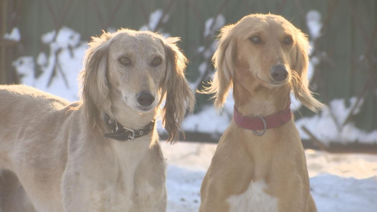 пресс-службы акимата Карагандинской области