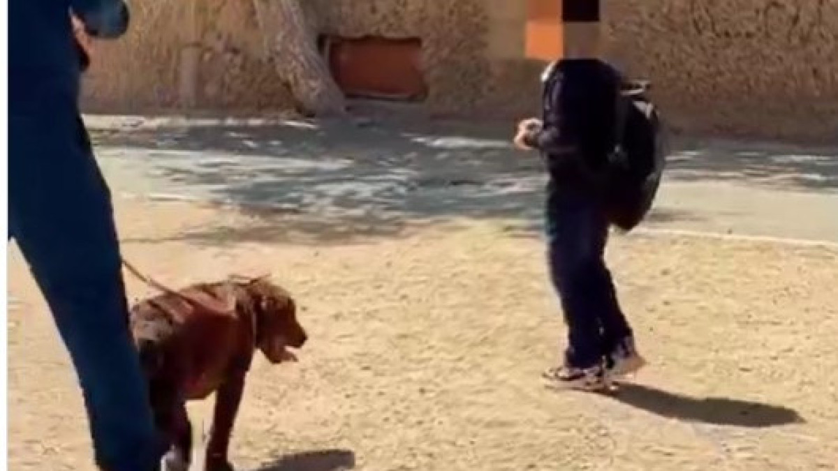 кадр из видео