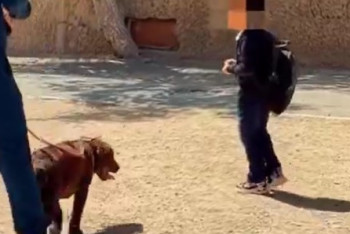 Фотография к новости: Собака как приманка: социальный эксперимент с детьми провела прокуратура Мангистау