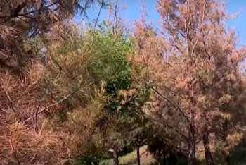 Фотография к новости: В Шымкенте массово гибнут деревья