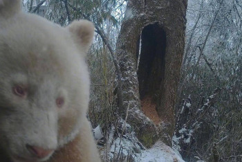 Фотография к новости: Редкая панда-альбинос попала в объективы камер в Китае