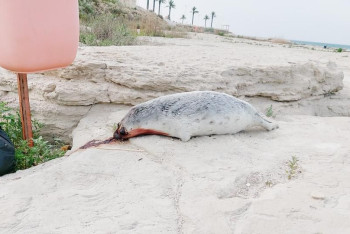 Фотография к новости: Тушу мёртвого тюленя в луже крови обнаружили в Актау