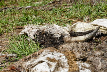 Фотография к новости: Стихийные скотомогильники в ВКО могут стать рассадником сибирской язвы