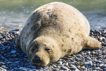 Фотография к новости: В смерти найденного в Актау тюленя виноват человек – ученые