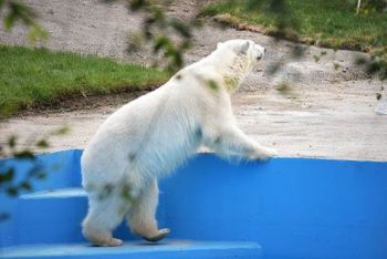 Фотография к новости: Белая медведица появилась в зоопарке Алматы