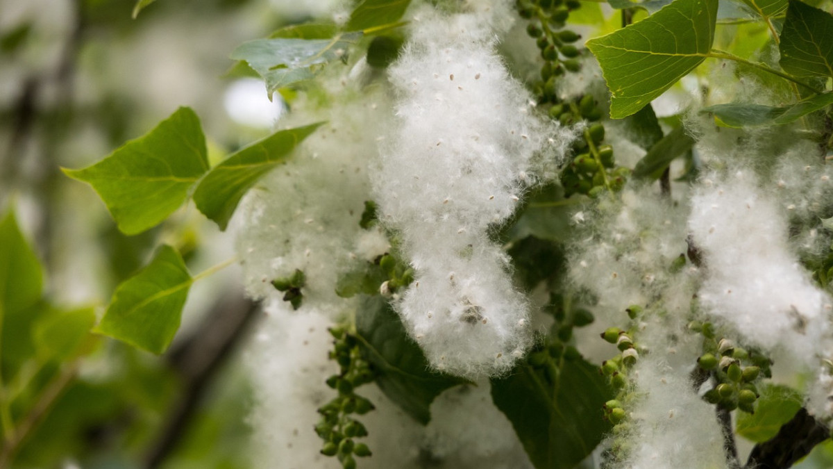 pixabay.com/Didgeman