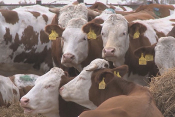 Фотография к новости: Казахстан не попал в список свободных от ящура стран