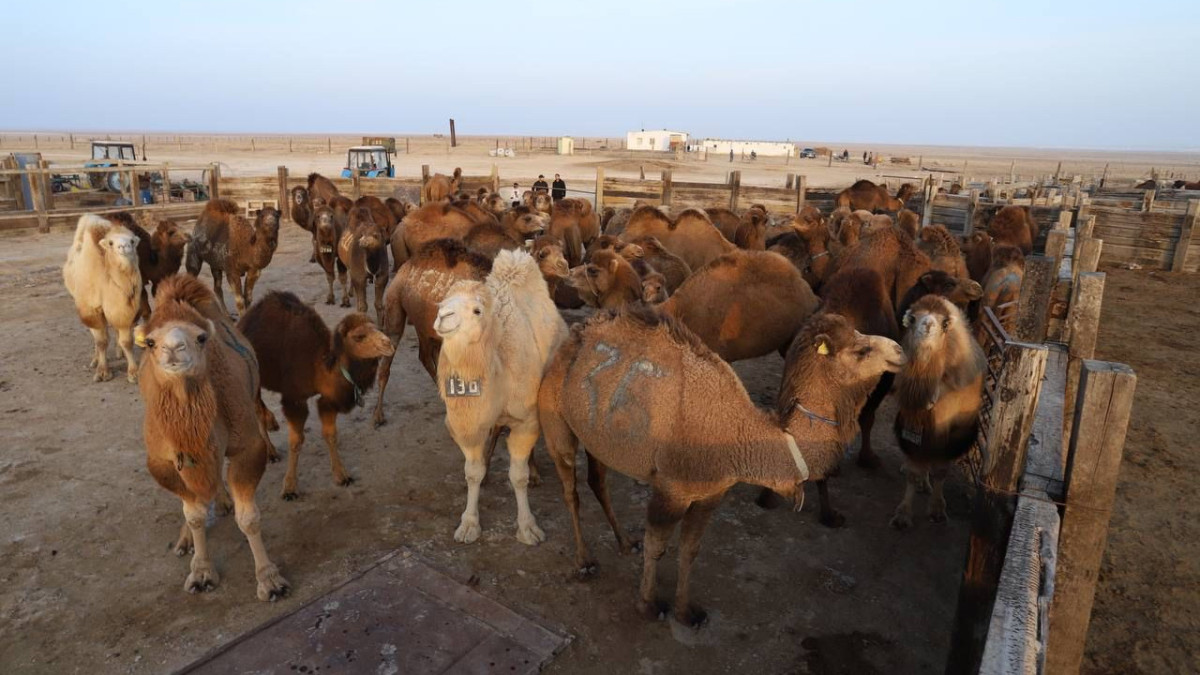 На субсидирование сельского хозяйства в Мангистау выделено 1,9 млрд тенге