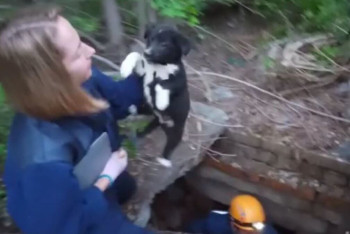 Фотография к новости: Сотрудники ДЧС ВКО пришли на помощь к щенку, вооружившись сосиской