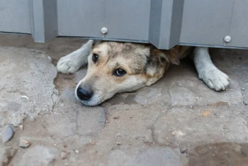 Фотография к новости: Соседи пытались остановить алматинца, который молотком забил собаку до смерти