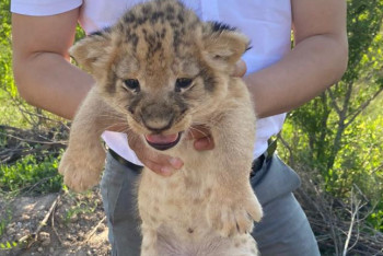 Фотография к новости: Трое мужчин пытались продать львят из зоопарка Караганды
