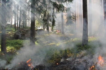 Фотография к новости: "Трагедия ничему не учит": почему в Абайской области горят леса?