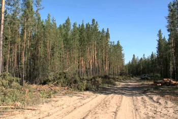 Фотография к новости: Круглосуточно охранять леса от огня будут в Павлодарской области