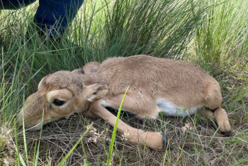 Фотография к новости: Сайгаки продолжают съедать и вытаптывать пастбища в ЗКО – местные жители