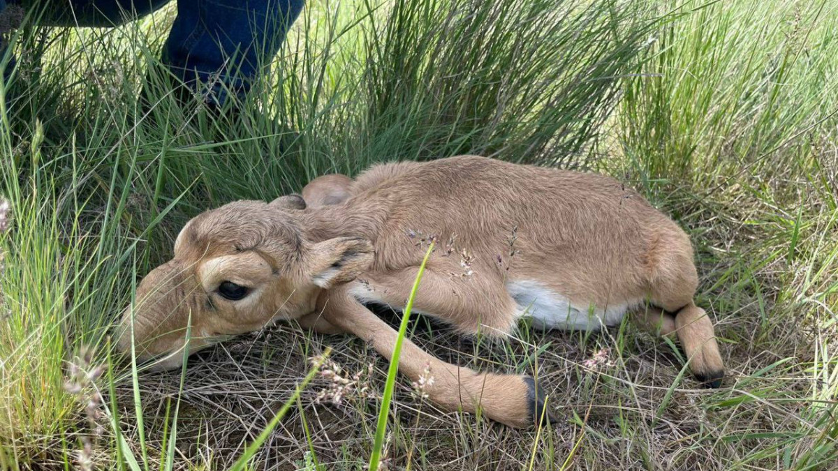 жители Жанибекского района ЗКО