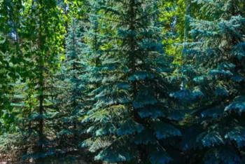 Фотография к новости: Южная Корея поможет Казахстану восстановить леса