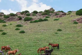 Фотография к новости: У бизнесмена из списка Forbes забрали землю в Алматинской области