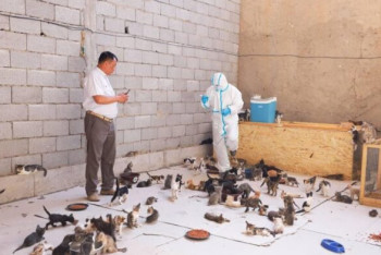 Фотография к новости: Разрубленные на куски тела кошек в отлове Шымкента: Спецкомиссия проверяет инцидент