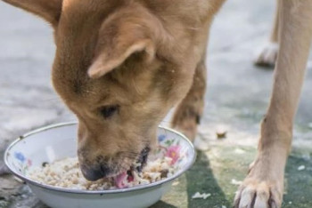 Фотография к новости: "Собаки защищены лучше, чем наши отловщики" - в ветсервисе Астаны пожаловались на гуманный отлов