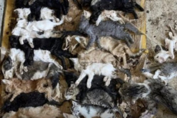 Фотография к новости: Разрубленные на куски тела кошек: полиция Шымкента ведёт расследование