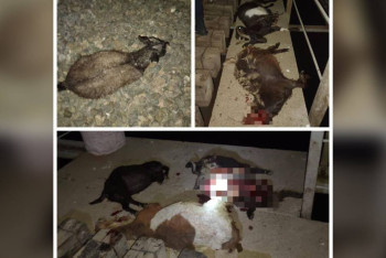 Фотография к новости: Грузовой поезд сбил 25 голов МРС в Актюбинской области