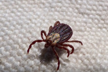 Фотография к новости: В Алматы выявили 30 случаев клещевого энцефалита