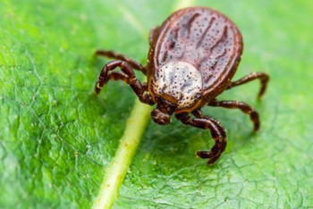 Фотография к новости: 30 случаев клещевого энцефалита выявили в Казахстане