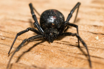 Фотография к новости: Уничтожают всё на своём пути: ядовитые каракурты атаковали Атыраускую область