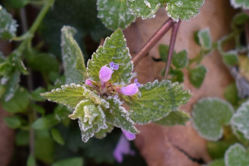 Фотография к новости: Заморозки и град - синоптики сообщили о погоде 23 июня в Казахстане