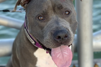 Фотография к новости: Житель Атырау натравил на людей собаку бойцовской породы