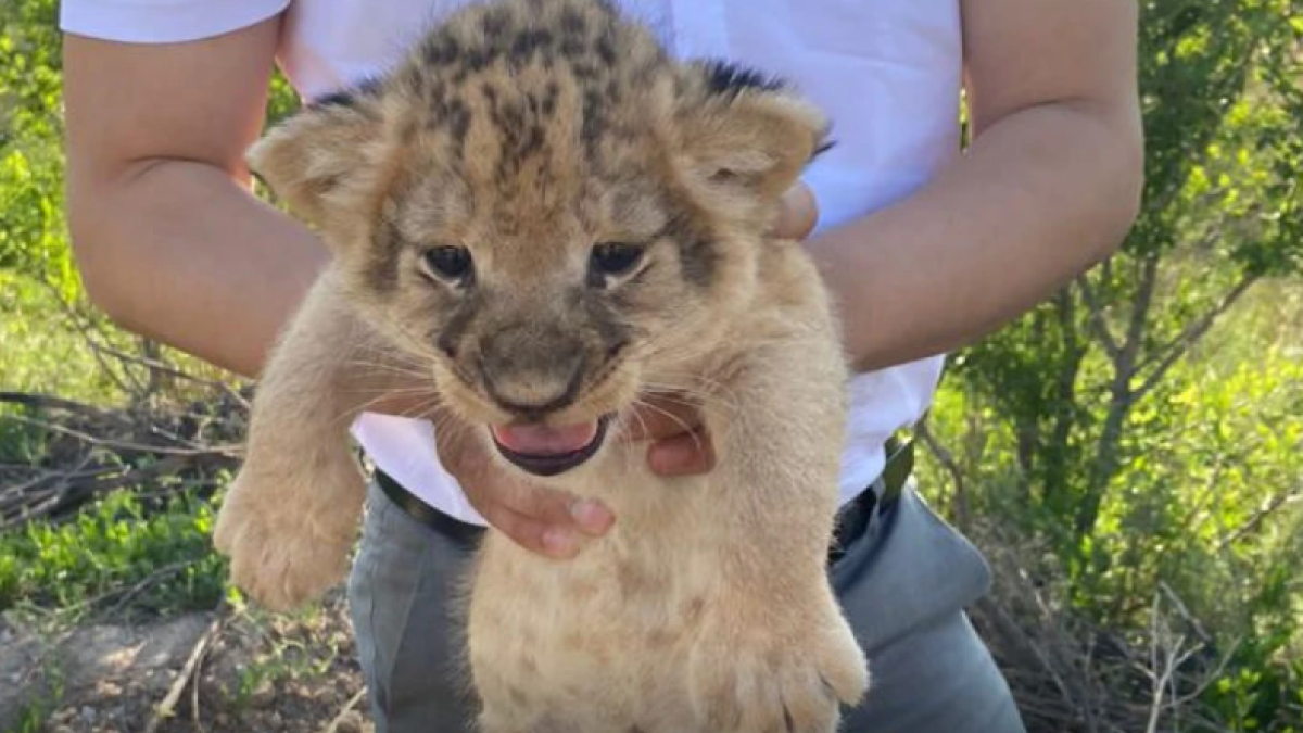 Кража львят из зоопарка Караганды: подозреваемых не будут арестовывать