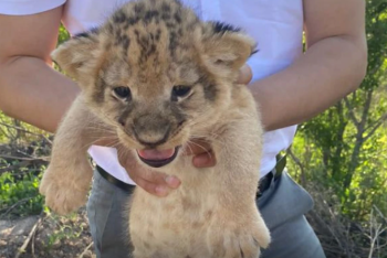 Фотография к новости: Кража львят из зоопарка Караганды: подозреваемых не будут арестовывать