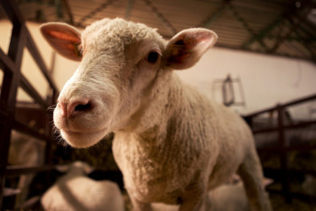 Фотография к новости: Места для жертвоприношения на Курбан айт определили в Астане