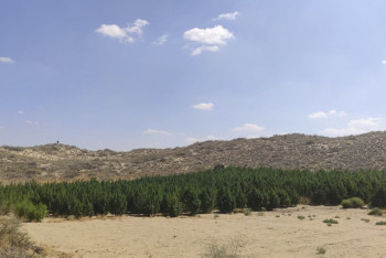 Фотография к новости: Поиск конопляных плантаций на территории Казахстана ведут из космоса