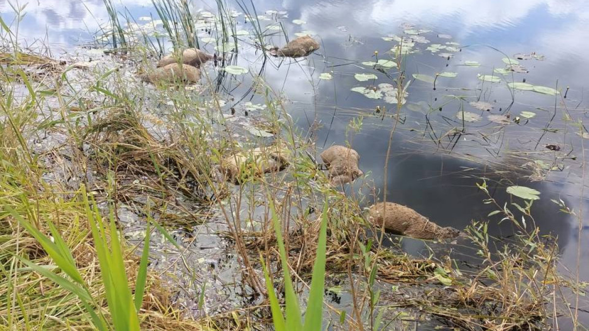пресс-служба Минэкологии